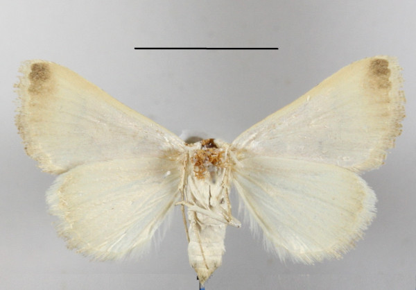 /filer/webapps/moths/media/images/L/leucoptera_Tytroca_A_MGCLb_01.JPG