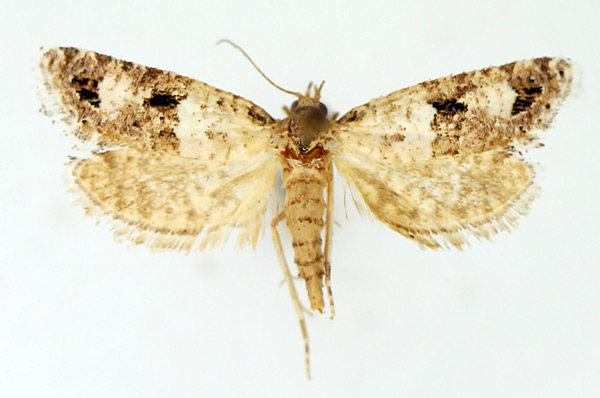 /filer/webapps/moths/media/images/L/leucosema_Pseudurgis_AF_TMSA.jpg