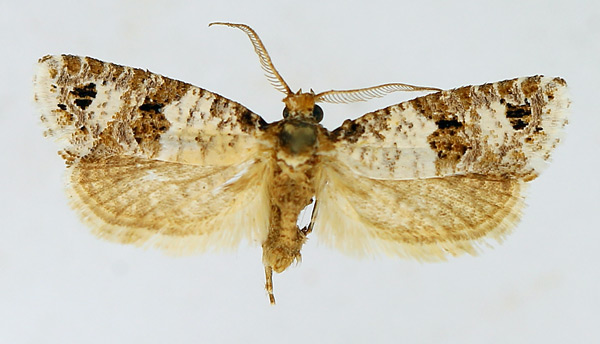 /filer/webapps/moths/media/images/L/leucosema_Pseudurgis_AM_TMSA.jpg