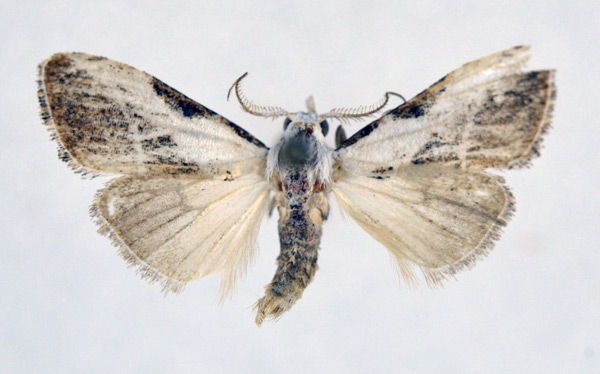 /filer/webapps/moths/media/images/L/leucosigna_Meganola_AM_NHMO.jpg