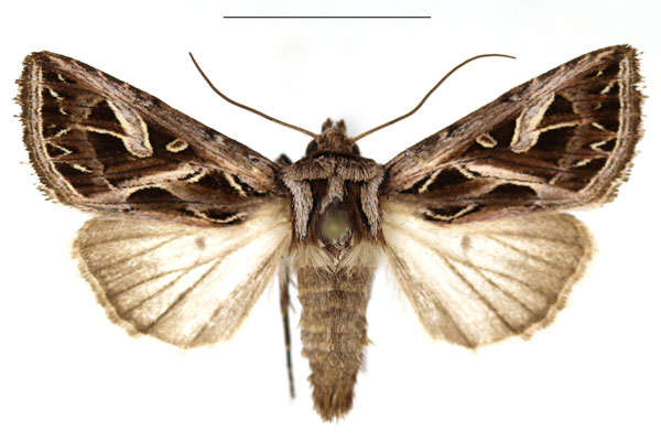 /filer/webapps/moths/media/images/L/leucosoma_Leumicamia_AF_RBINS.JPG