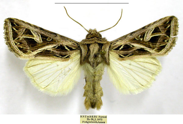 /filer/webapps/moths/media/images/L/leucosoma_Leumicamia_AM_TMSA.jpg