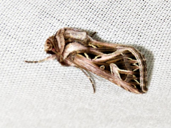 /filer/webapps/moths/media/images/L/leucosoma_Leumicamia_A_Braun.jpg