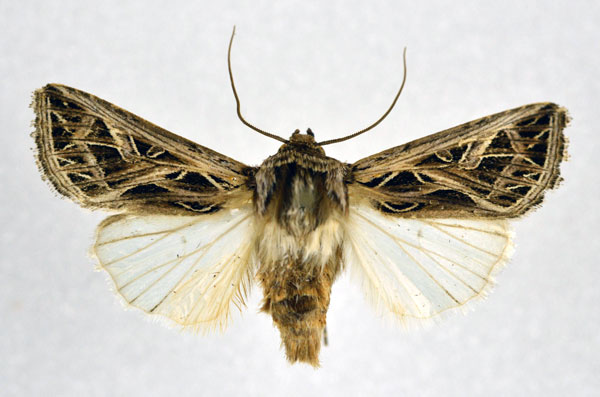 /filer/webapps/moths/media/images/L/leucosoma_Leumicamia_A_NHMO.jpg