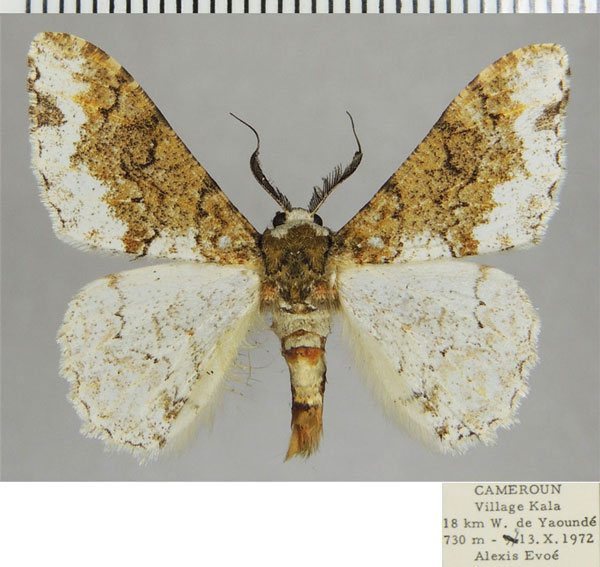 /filer/webapps/moths/media/images/L/leucostephana_Colocleora_AM_ZSMa.jpg