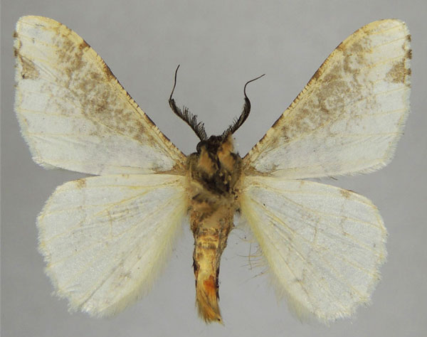 /filer/webapps/moths/media/images/L/leucostephana_Colocleora_AM_ZSMb.jpg