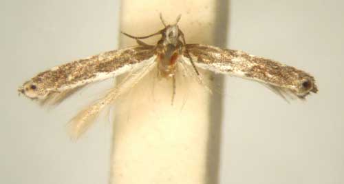 /filer/webapps/moths/media/images/L/leucosticha_Pareclectis_HT_TMSA5969.jpg