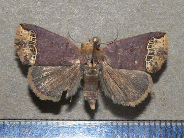 /filer/webapps/moths/media/images/L/leucosticha_Plecoptera_A_Goff_01.jpg