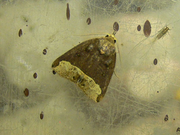 /filer/webapps/moths/media/images/L/leucosticha_Plecoptera_A_Goff_02.jpg