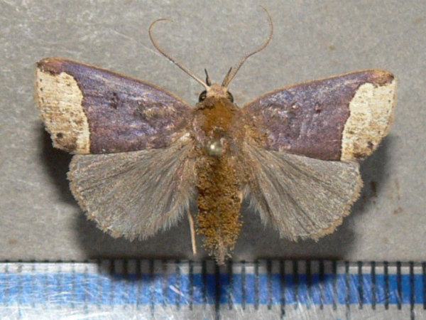 /filer/webapps/moths/media/images/L/leucosticha_Plecoptera_A_Goff_02_Oc3zy40.jpg