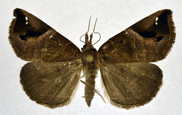 /filer/webapps/moths/media/images/L/leucosticta_Hypena_AM_NHMO.jpg