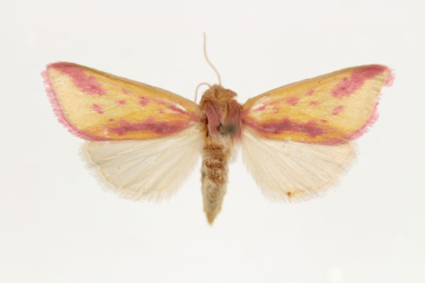 /filer/webapps/moths/media/images/L/leucosticta_Masalia_AM_RMCA_01.jpg