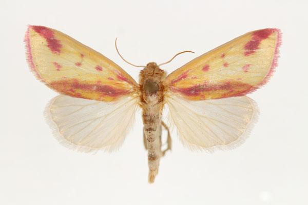 /filer/webapps/moths/media/images/L/leucosticta_Masalia_AM_RMCA_02.jpg
