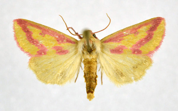 /filer/webapps/moths/media/images/L/leucosticta_Masalia_A_NHMO.jpg