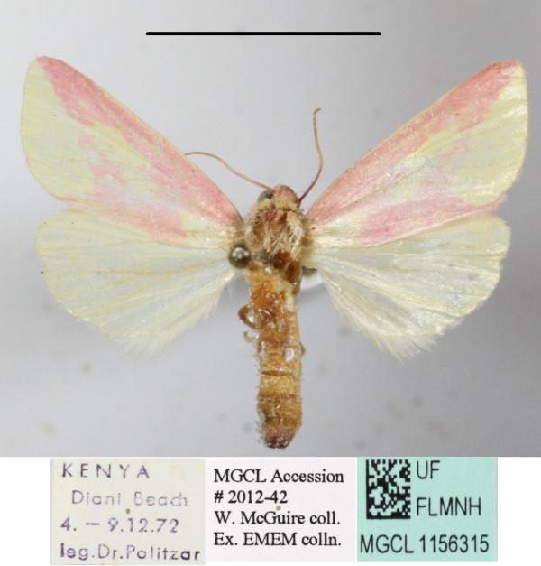 /filer/webapps/moths/media/images/L/leucosticta_Timora_A_MGCLa_01.JPG