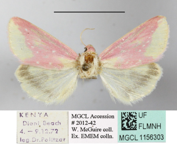 /filer/webapps/moths/media/images/L/leucosticta_Timora_A_MGCLa_02.JPG