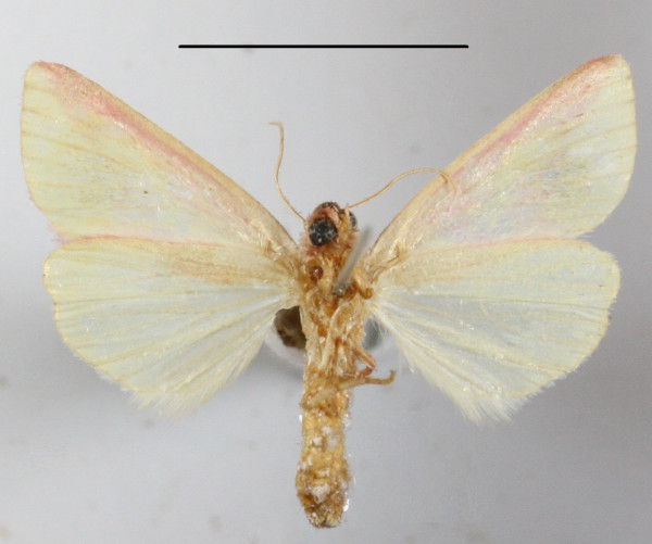 /filer/webapps/moths/media/images/L/leucosticta_Timora_A_MGCLb_01.JPG