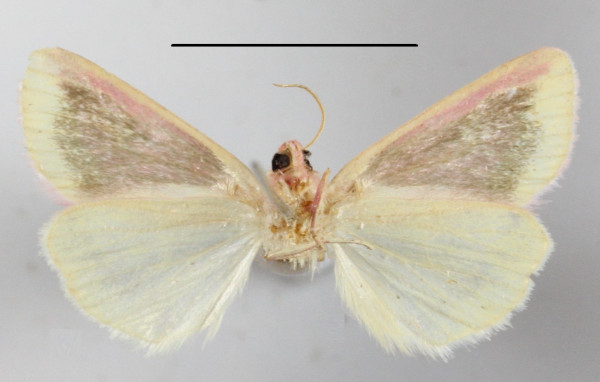 /filer/webapps/moths/media/images/L/leucosticta_Timora_A_MGCLb_02.JPG