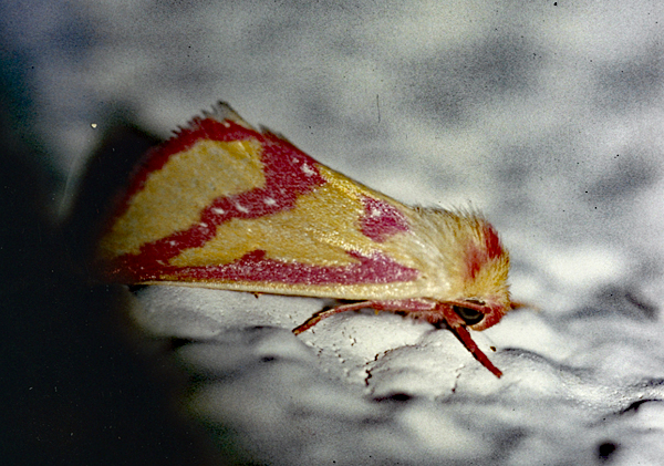 /filer/webapps/moths/media/images/L/leucosticta_Timora_A_Roland_01.jpg