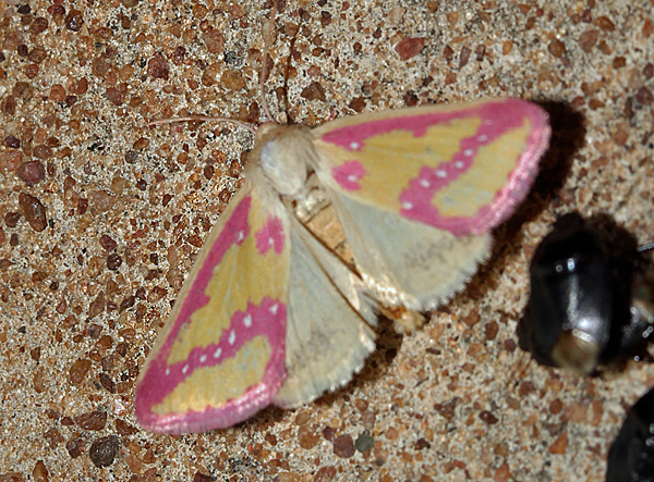 /filer/webapps/moths/media/images/L/leucosticta_Timora_A_Roland_18.jpg