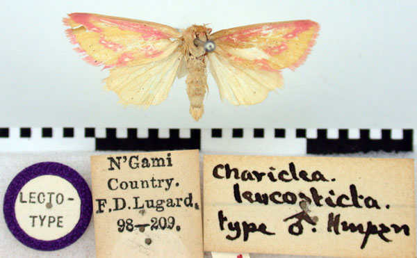 /filer/webapps/moths/media/images/L/leucosticta_Timora_LT_BMNH.jpg