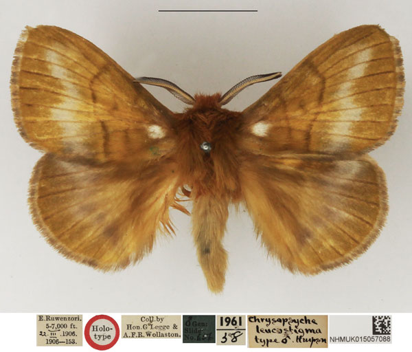 /filer/webapps/moths/media/images/L/leucostigma_Chrysopsyche_HT_NHMUK.jpg