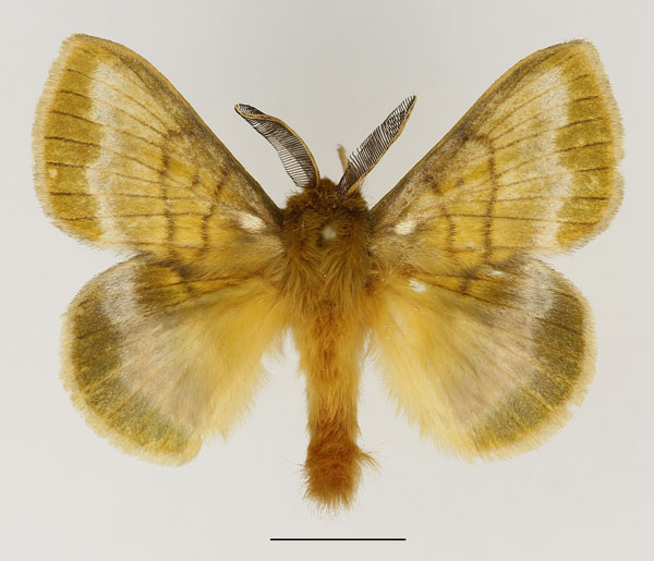 /filer/webapps/moths/media/images/L/leucostigma_Lechriolepis_AM_Basquin.jpg