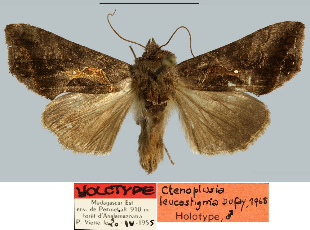 /filer/webapps/moths/media/images/L/leucostigma_Plusia_HT_MNHN.jpg