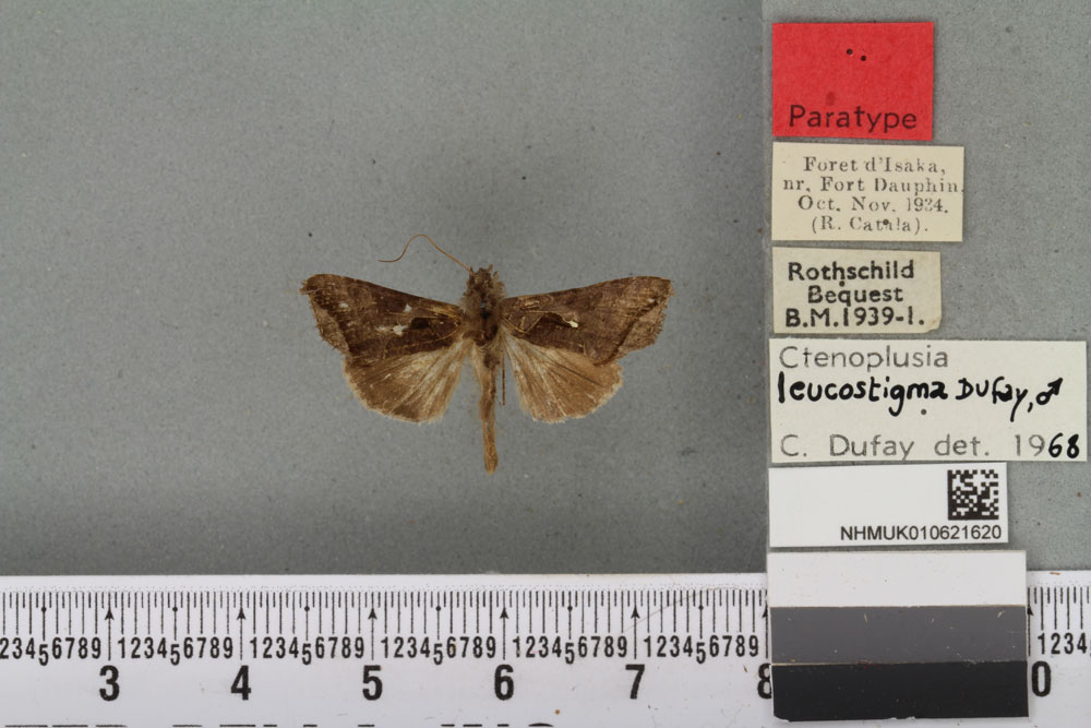 /filer/webapps/moths/media/images/L/leucostigma_Plusia_PTM_BMNHa.jpg