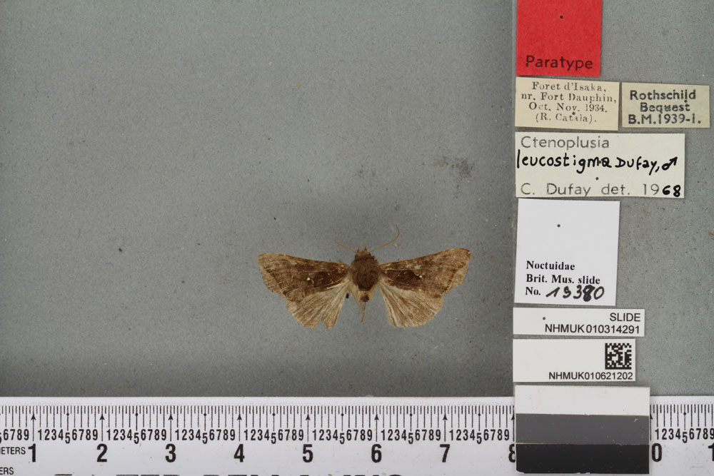 /filer/webapps/moths/media/images/L/leucostigma_Plusia_PT_BMNHa.jpg