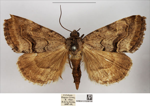 /filer/webapps/moths/media/images/L/leucostigmata_Cytothymia_AM_NHMUK.jpg