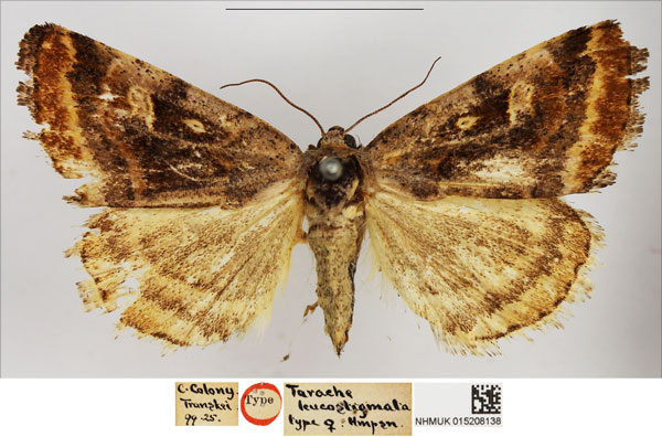 /filer/webapps/moths/media/images/L/leucostigmata_Tarache_HT_NHMUK.jpg