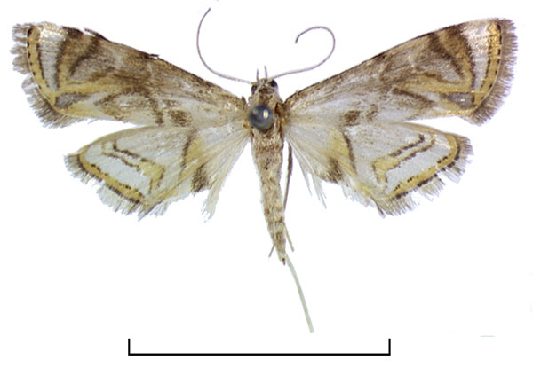 /filer/webapps/moths/media/images/L/leucostola_Eoophila_LTF_BMNH.jpg