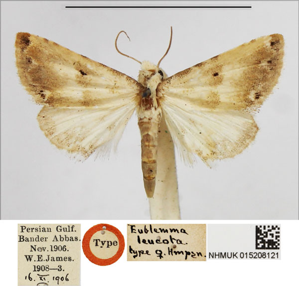 /filer/webapps/moths/media/images/L/leucota_Eublemma_HT_NHMUK.jpg