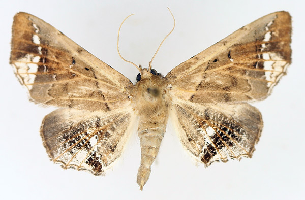 /filer/webapps/moths/media/images/L/leucotessellis_Episparis_AF_TMSA_01.jpg