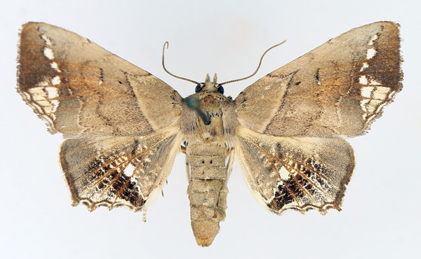 /filer/webapps/moths/media/images/L/leucotessellis_Episparis_AF_TMSA_02.jpg