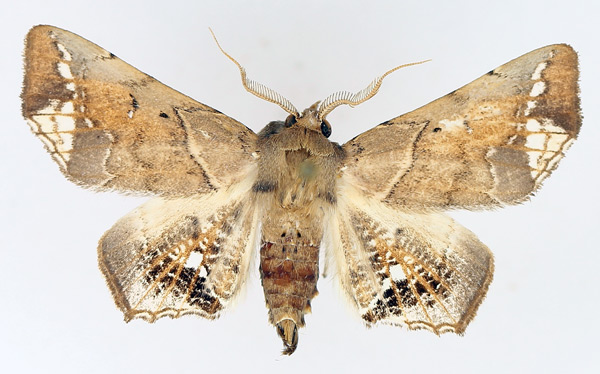 /filer/webapps/moths/media/images/L/leucotessellis_Episparis_AM_TMSA_01.jpg