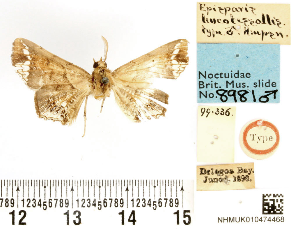 /filer/webapps/moths/media/images/L/leucotessellis_Episparis_HT_BMNH.jpg