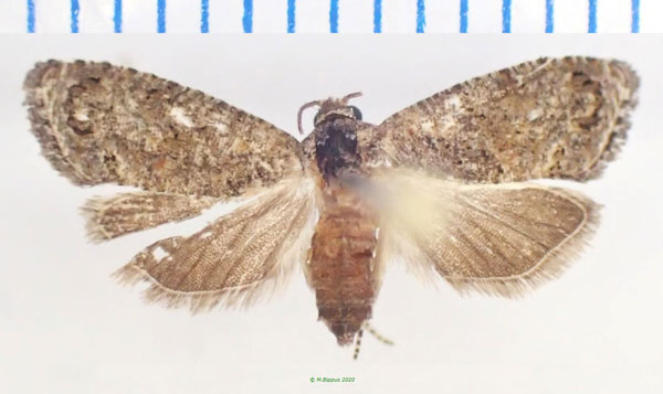 /filer/webapps/moths/media/images/L/leucotreta_Thaumatotibia_AF_Bippus.jpg