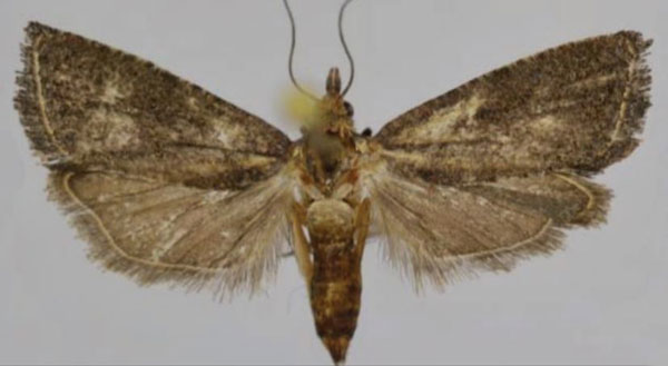 /filer/webapps/moths/media/images/L/leucotreta_Thaumatotibia_AF_Trematerra.jpg