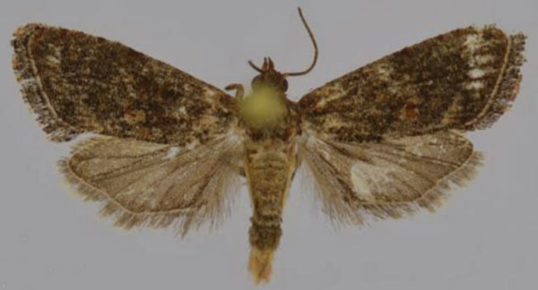 /filer/webapps/moths/media/images/L/leucotreta_Thaumatotibia_AM_Trematerra.jpg