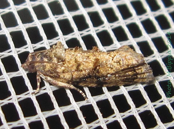 /filer/webapps/moths/media/images/L/leucotreta_Thaumatotibia_A_Bippus.jpg