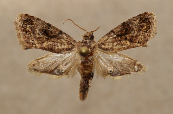 /filer/webapps/moths/media/images/L/leucotreta_Thaumatotibia_A_Butler.jpg