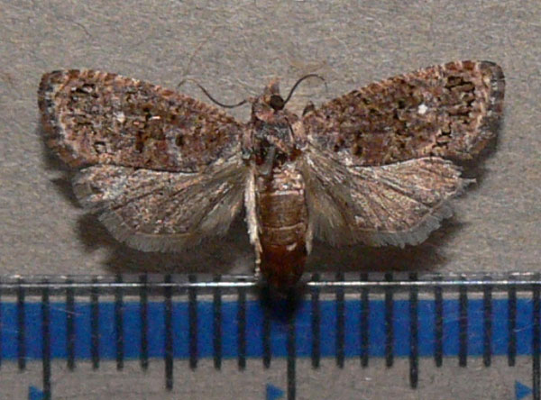 /filer/webapps/moths/media/images/L/leucotreta_Thaumatotibia_A_Goff_01.jpg