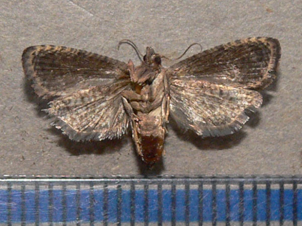 /filer/webapps/moths/media/images/L/leucotreta_Thaumatotibia_A_Goff_02.jpg