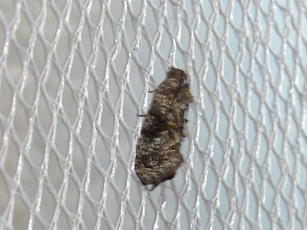/filer/webapps/moths/media/images/L/leucotreta_Thaumatotibia_A_Goff_03.jpg