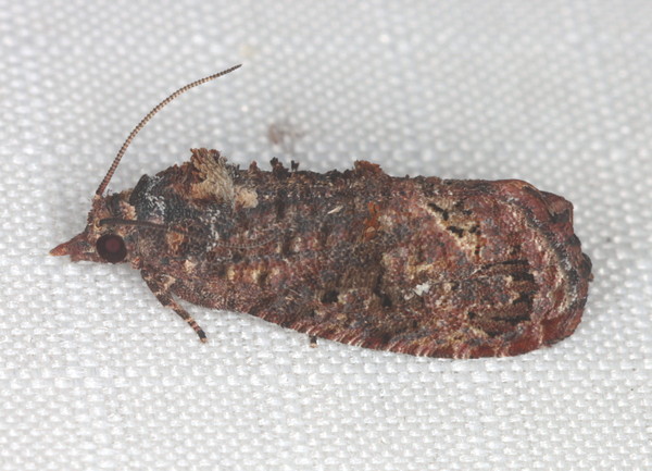 /filer/webapps/moths/media/images/L/leucotreta_Thaumatotibia_A_Heyns_02.jpg
