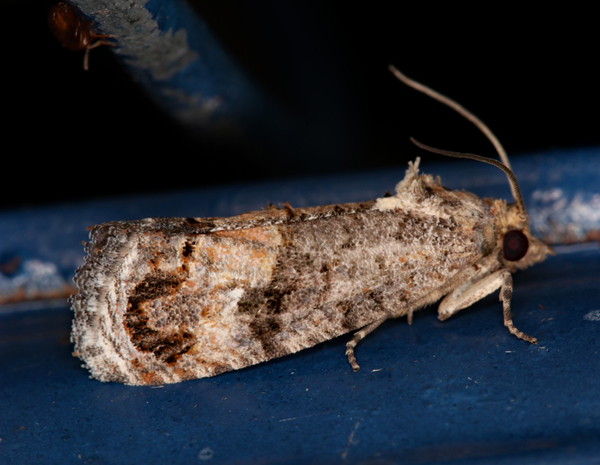 /filer/webapps/moths/media/images/L/leucotreta_Thaumatotibia_A_Roland_01.jpg