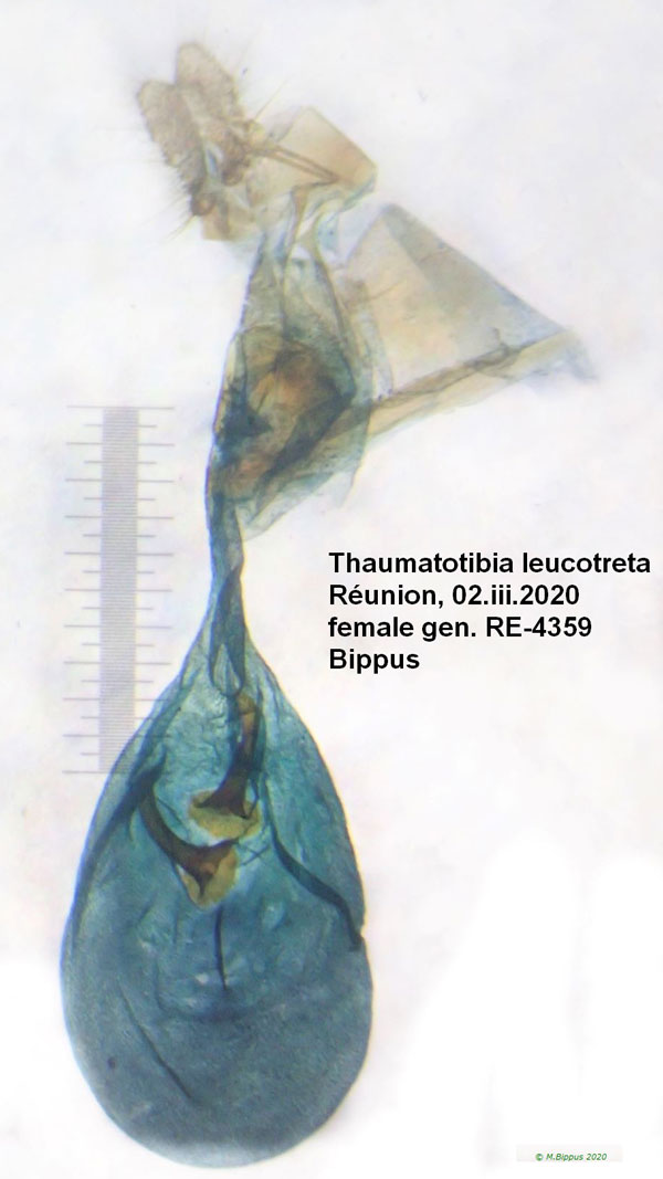 /filer/webapps/moths/media/images/L/leucotreta_Thaumatotibia_GF_Bippus.jpg