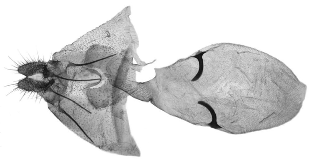 /filer/webapps/moths/media/images/L/leucotreta_Thaumatotibia_GF_Trematerra.jpg